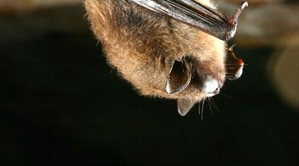 Photo, Brown Bat, June 20, 2008, Al Hicks, U.S. Geological Survey