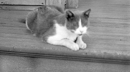 Photo, "Maltie" (cat) - summer, 1908, Louis Milton Thiers
