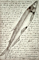 Image, Page from the journals, Journals of the Lewis and Clark Expedition
