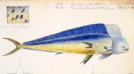 Maryland Historical Society Collections Online