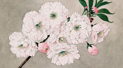 Sakura: Cherry Blossoms as Living Symbols of Friendship