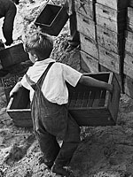 boy laborer in cranberry bog 1938 boy laborer in cranberry bog 1938