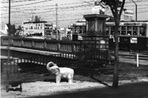 Photo, Kojin Bridge, Hiromi Tsuchida, Hiroshima Archive Photo, Kojin Bridge, Hiromi Tsuchida, Hiroshima Archive