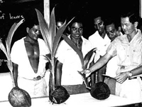 Photo, Class on coconut growing, TT Farm Institute, Reel 3410, Trust Territory of the Pacific Islands Photo, Class on coconut growing. . . , Trust Territory of the Pacific Islands