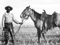 Photo, Black cowboy and horse, c. 1890-1920, Western History Collection Photo, Black cowboy and horse, c. 1890-1920, Western History Collection